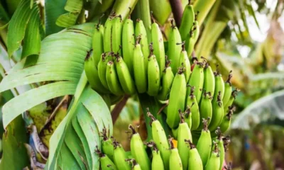 como-plantar-banana-900x599