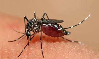 dengue_63752_l