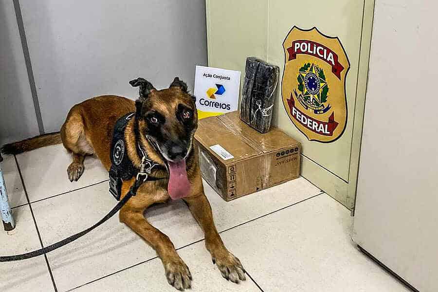 image0-31-900×674 Foto: Assessoria da PF/AC / Divulgação