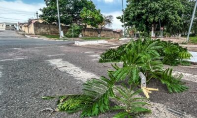 Galhos caídos no Parque da Maternidade em Rio Branco I Foto: Whidy Melo/ac24horas