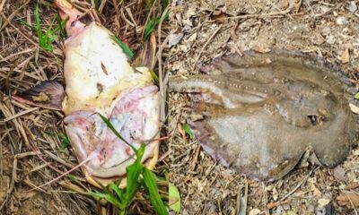 image1-30-900×506 Foto: arquivo pessoal/cedida