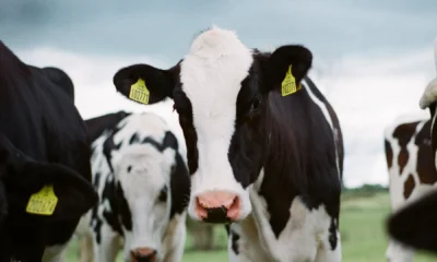 Acordo foi fechado pelo Ministério da Agricultura após uma missão oficial do Brasil em abril deste ano • Jakob Cotton/ Unsplash