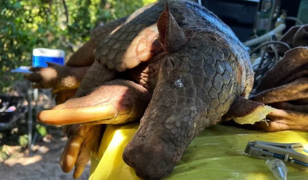 tatu Pesquisadores do Projeto Tatu-Canastra capturaram o maior macho da espécie já registrado, no início de outubro, durante uma expedição no Pantanal • ICAS