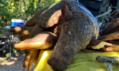 Pesquisadores do Projeto Tatu-Canastra capturaram o maior macho da espécie já registrado, no início de outubro, durante uma expedição no Pantanal • ICAS