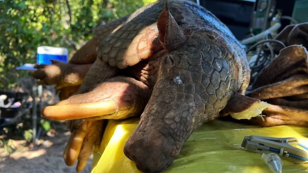 Acima da média: tatu com pênis de 33cm é encontrado no Mato Grosso do Sul