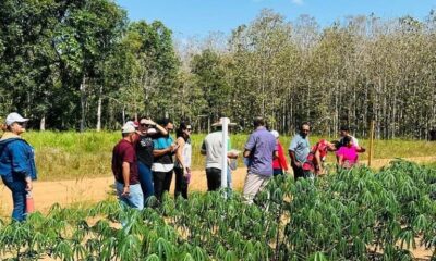 Aulas práticas do curso de produtor de mandioca ofertado pelo Campus Xapuri do Ifac. Foto: Divulgação/Ifac