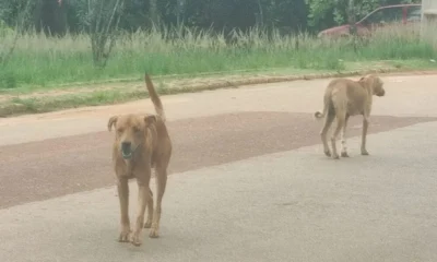 IMG_2322-1-1000×600 IMG_2322-1-1000x600