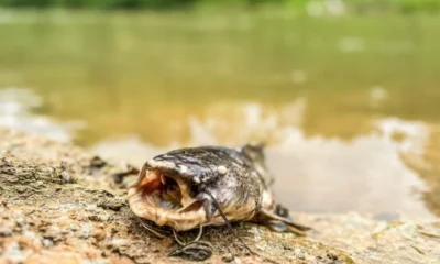 WhatsApp-Image-2024-10-09-at-12 Foto: Whidy Melo