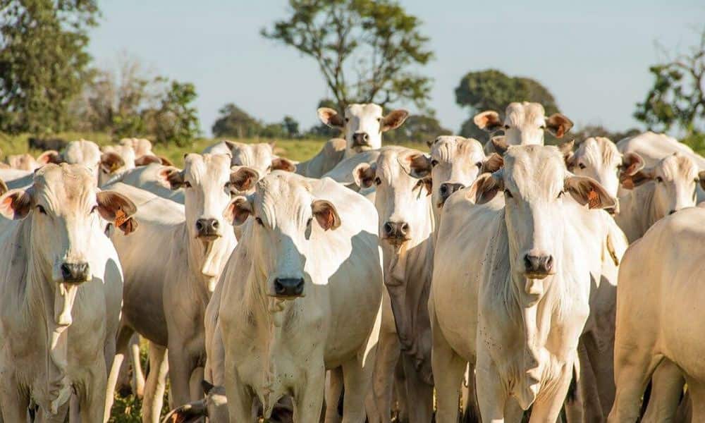 gado-de-corte-2-scaled-pa78vlaa0o03csu2lzp6wxclv4hgmigvisph9ze2r4