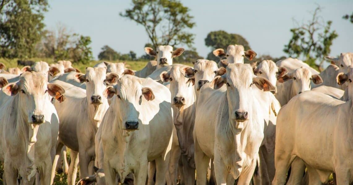 Com avanço da agropecuária, PIB do Acre cresceu 6% em 2022, aponta IBGE