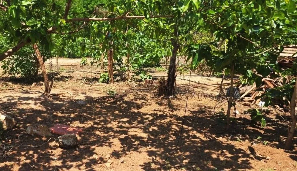 Idoso é preso após morte de cães enforcados em MT • PCMT