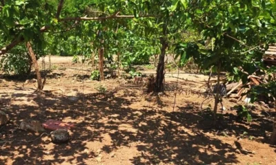 Idoso é preso após morte de cães enforcados em MT • PCMT