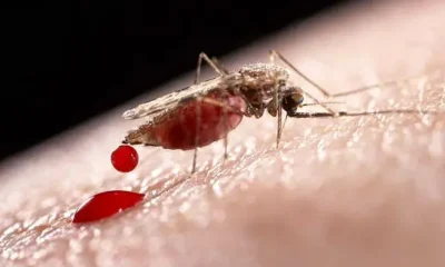 mosquito-transmissor-da-malaria-original5 Anopheles (mosquito-prego) infectado pelo microrganismo Plasmodium é o transmissor da malária. Foto: internet
