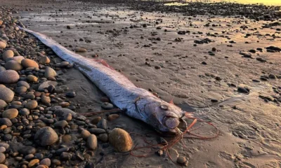 Peixe-remo, muitas vezes considerado um presságio de desastre iminente, é visto na costa de Encinitas, Califórnia, em 6 de novembro de 2024 • Cortesia Alison Laferriere/Scripps Institution of Oceanography