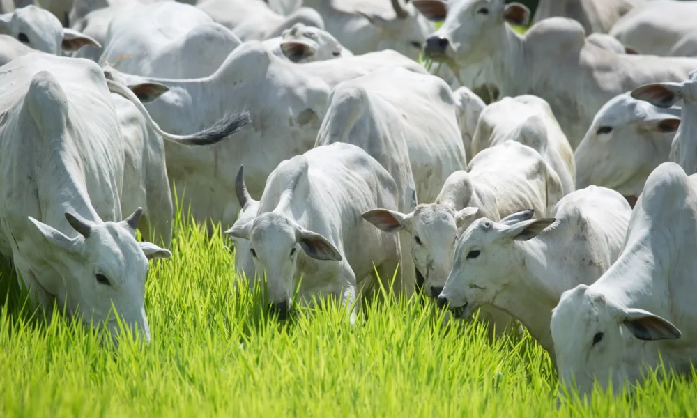 trouw-nutrition-brasil-precisa-reduzir-em-um-ano-a-idade-de-abate-dos-bovinos-aumento-de-produtividade-e-imenso-destaca-especialista-foto-cna- trouw-nutrition-brasil-precisa-reduzir-em-um-ano-a-idade-de-abate-dos-bovinos-aumento-de-produtividade-e-imenso-destaca-especialista-foto-cna-