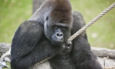Gorila Bu-Bu chega ao Brasil • Divulgação/PBH