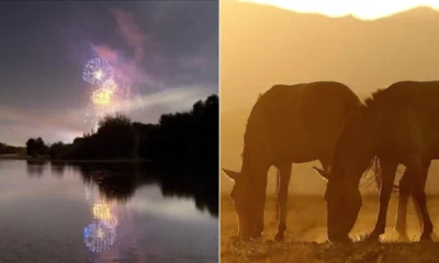 Animais morreram assustados com rojões soltos por inquilino em 2019 • TJ-SP / Imagem meramente ilustrativa