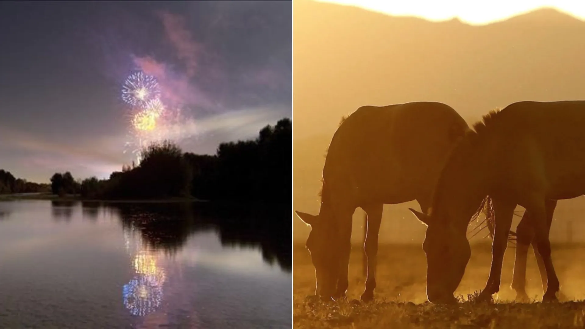 Dono de chácara é condenado por morte de cavalos após uso de fogos de artifício