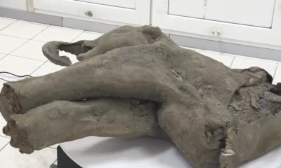 Pesquisadores encontraram, na Rússia, restos de um mamute de 50 mil anos praticamente intacto. • REUTERS