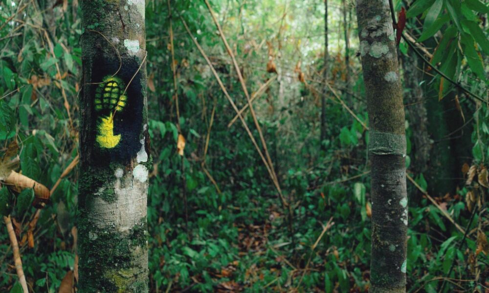 WhatsApp-Image-2024-11-06-at-13.31.37-2048×1365 Trilha Chico Mendes. Foto: Marcos Rocha/Sete