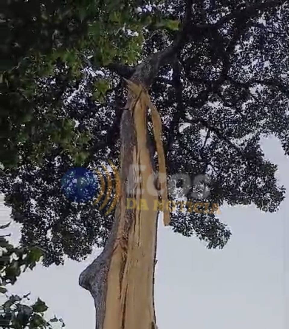 Raio atinge castanheira e assusta moradores no Ramal do 25 entre Sena Madureira e Rio Branco