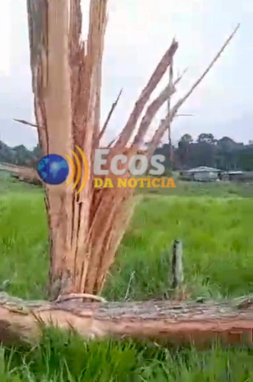 Colono registra estrago causado por raio em árvore na zona rural de Sena Madureira