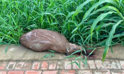 capivara-morta-1000×600 capivara-morta-1000x600