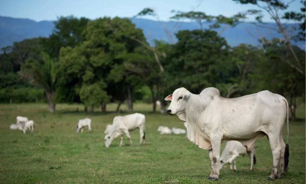 shutterstock_491224834 (Shutterstock)