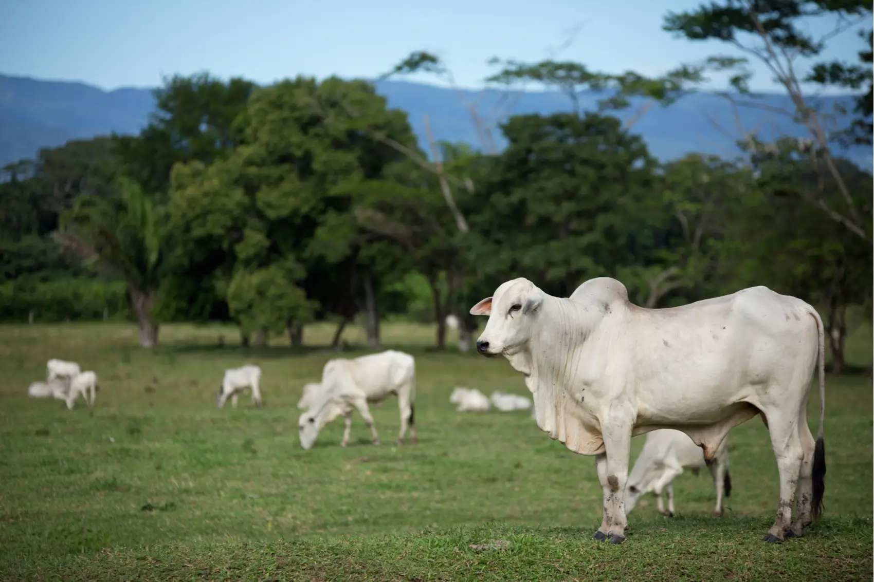 Brasil pode dobrar exportação de carne bovina com acordo Mercosul-UE, diz consultoria
