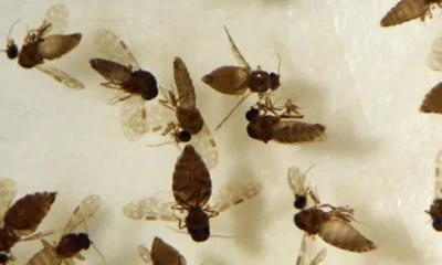 Ministério da Saúde atualiza o contexto epidemiológico nacional, incluindo a confirmação de óbitos, orienta as vigilâncias quanto a investigação de óbitos suspeitos. • Coleção de Ceratopogonidae do IOC/Fiocruz