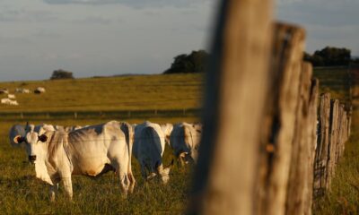 8234c0b5ad7632c38d7e8dfeebd617c7 Foto: Vinícius Schmidt/Metrópoles