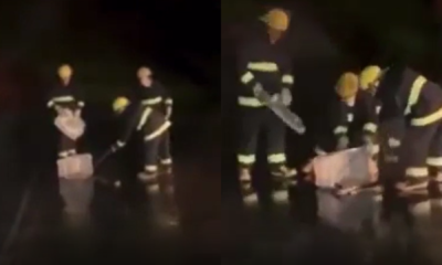 Avião interrompe decolagem após cobra atravessar pista em aeroporto • Reprodução