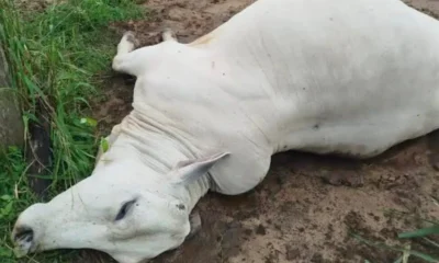 Frame-491-2025-01-16T105433