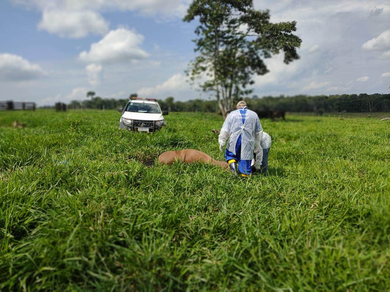 Idaf realiza ações de controle de focos de raiva dos herbívoros no Acre