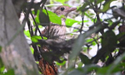 WhatsApp Image 2025-01-17 at 17.59.01 Tovacuçu-xodó (grallaria eludens) foi registrado em fotografia pela primeira vez na história. Foto: Ricardo Plácido/Sema