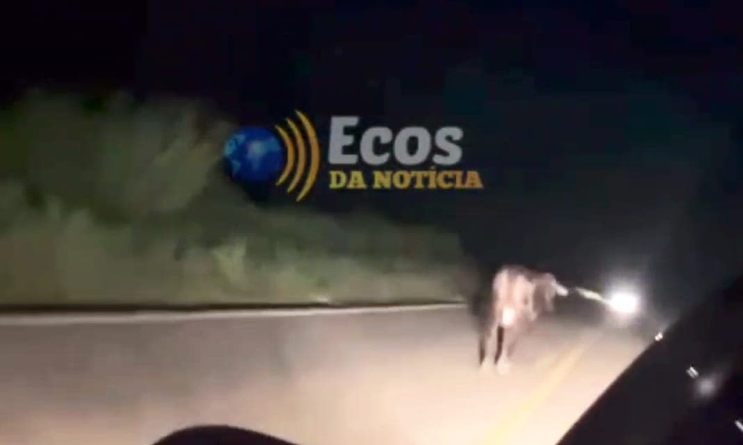 Veículo colide violentamente contra vaca na BR-317; veja vídeo