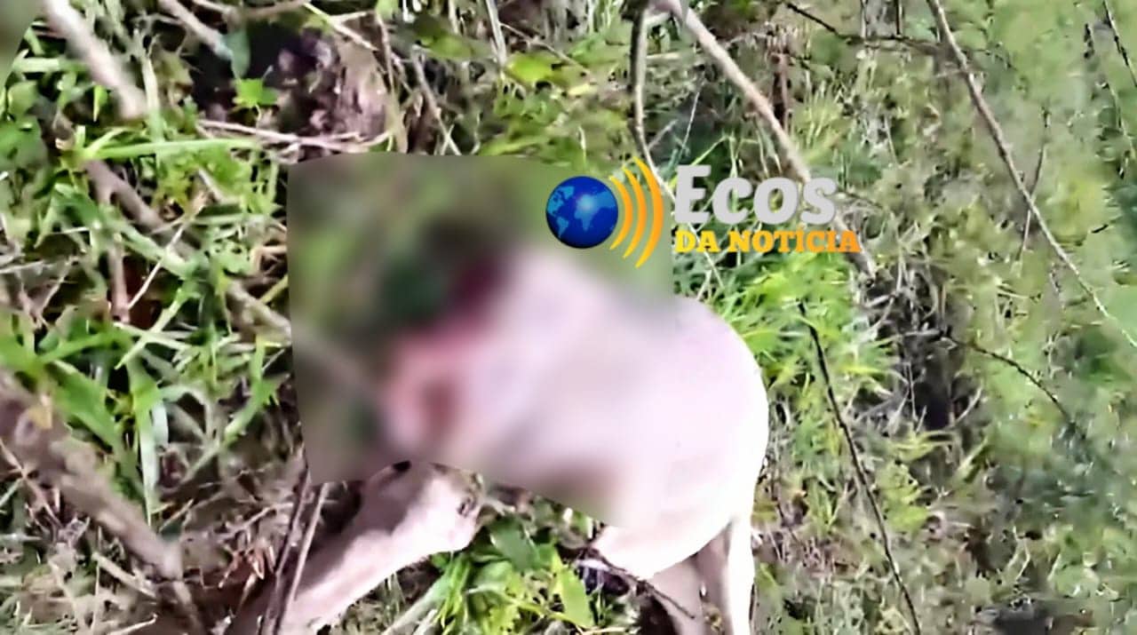 No Acre, trabalhador rural encontra bovino devorado por onça-pintada