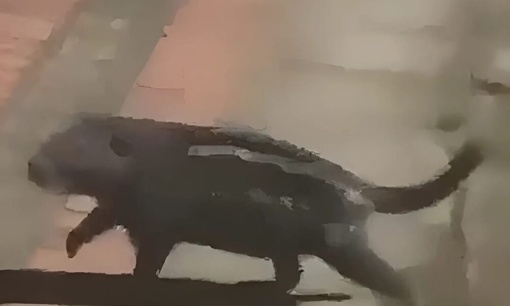 WhatsApp Image 2025-01-30 at 11.39.26