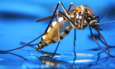 arboviroses-scaled-1-1000x600