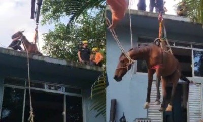 Resgate de cavalo em Peruíbe (SP) • Divulgação/Defesa Civil de SP