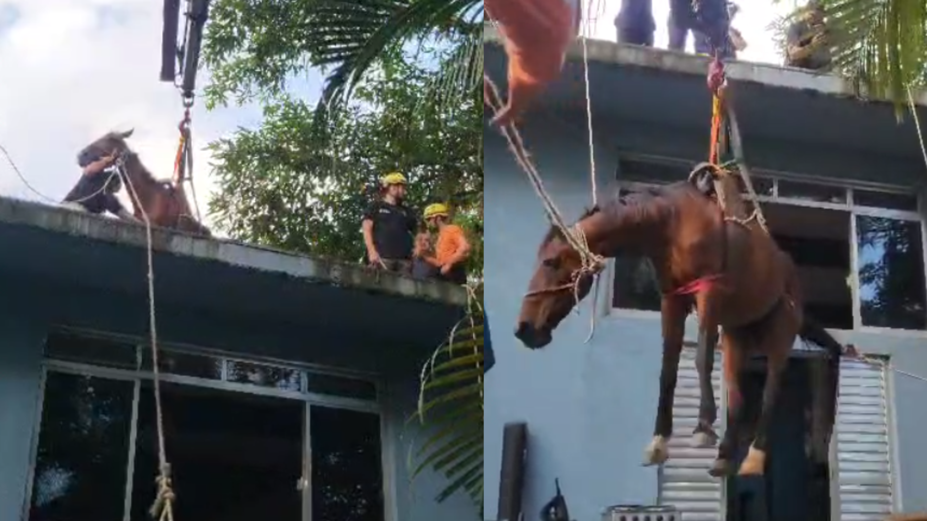 ‘Caramelo de Peruíbe’: Cavalo é resgatado de telhado durante enchente; veja vídeo