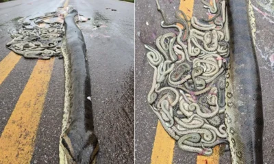 Sucuri grávida é atropelada e ejeta 40 filhotes em rodovia no MT • @Ederfisherman