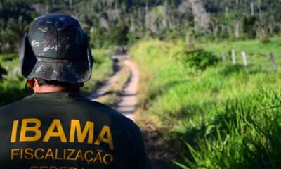 Seleção para o Ibama vai preencher oportunidades para Analista Administrativo e Analista Ambiental. — Foto: Divulgação/Ibama