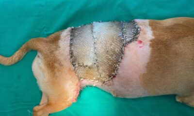 Cão após o procedimento de aplicação da pele de tambaqui — Foto: Reprodução Unir