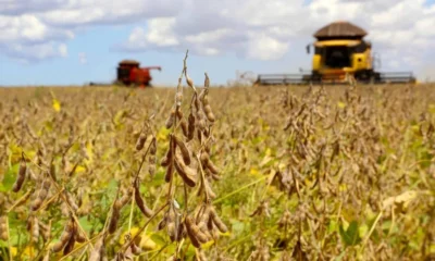 Safra de Soja Fotos: Jaelson Lucas / AEN