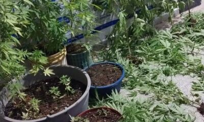 Pés de maconha apreendidos em Ariquemes (RO) — Foto: Polícia Militar