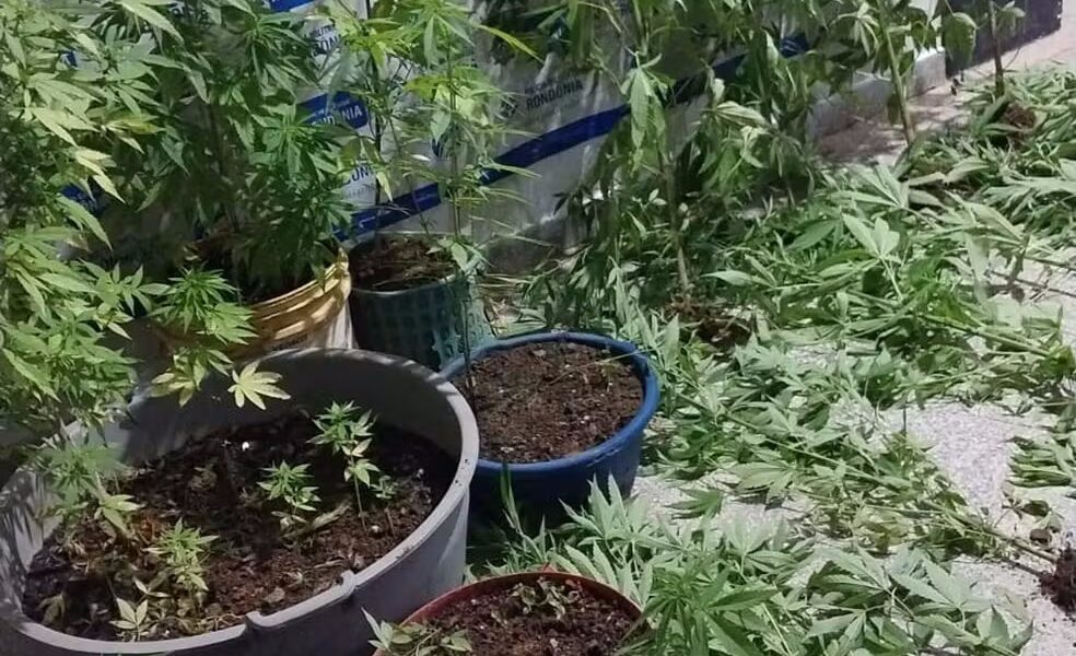 Pés de maconha apreendidos em Ariquemes (RO) — Foto: Polícia Militar