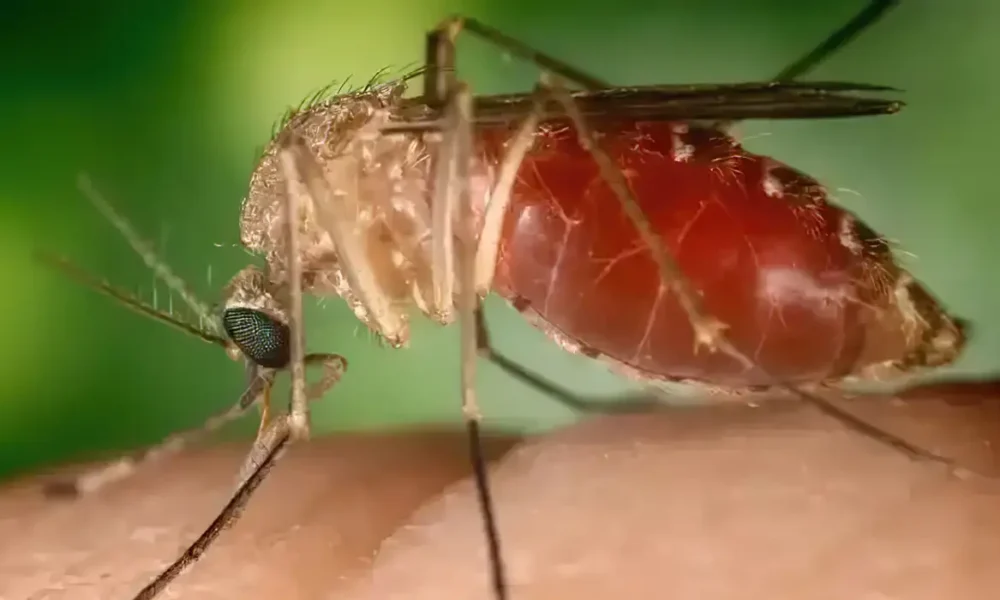 mosquito_maruim_ © Conselho Federal de Farmácia/Divulgação