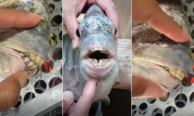 Peixe com 'dentes humanos' é pescado no ES e viraliza • Reprodução