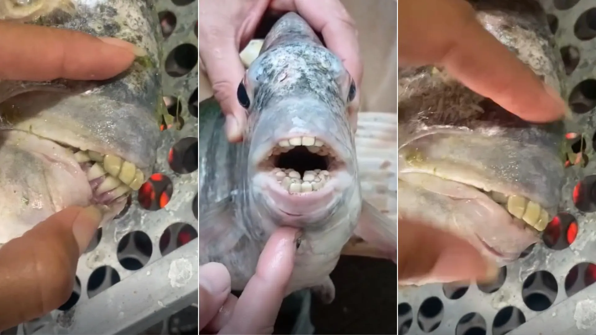 “Sorriso molhado”: peixe com “dente humano” viraliza após ser pescado no Espírito Santo